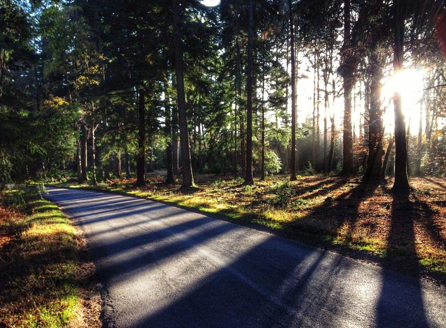 Rhinefield Ornamental Drive