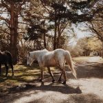 New Forest ponies